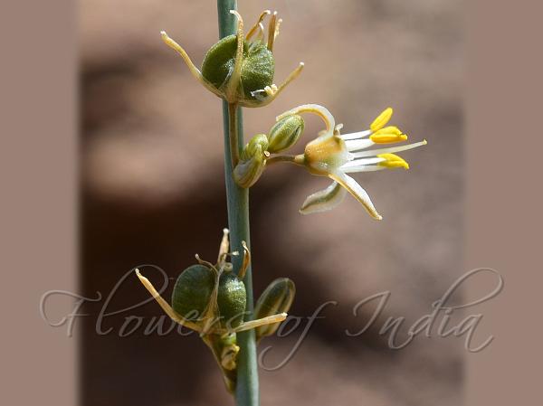 Kolhapur Chlorophytum